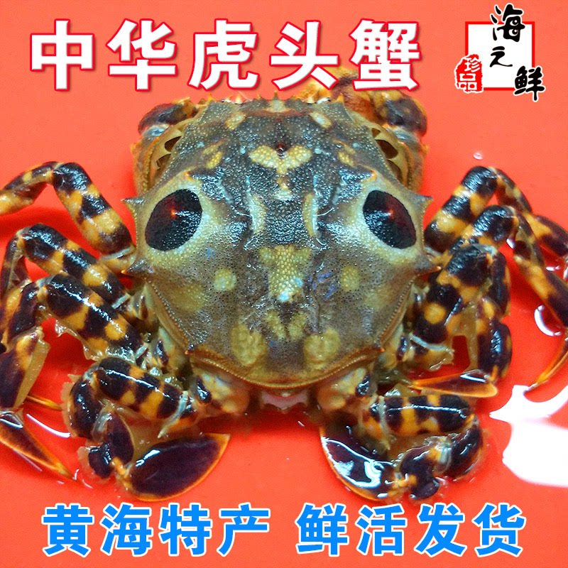 【保鲜不保活】鲜活发中华虎头蟹虎蟹丹东老虎蟹鬼头蟹馒头蟹海蟹