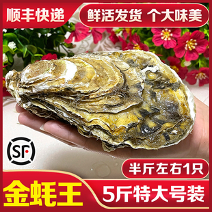 鲜活野生特大5斤装 带壳丹东黄海牡蛎烧烤生蚝新鲜海鲜水产海蛎子
