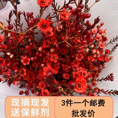 精选腊梅雪柳鲜枝云南基地直发真花家用水培懒人植物