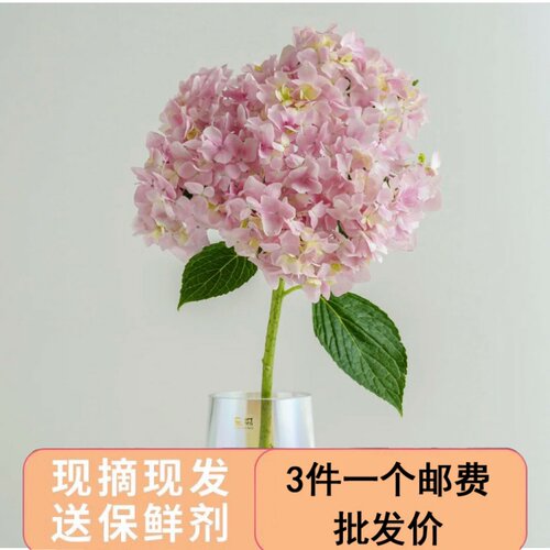 绣球办公室水养向日葵