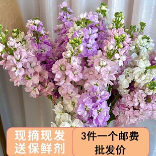 紫罗兰鲜花云南基地直发家用插花办公室水养真花小雏菊洋牡丹