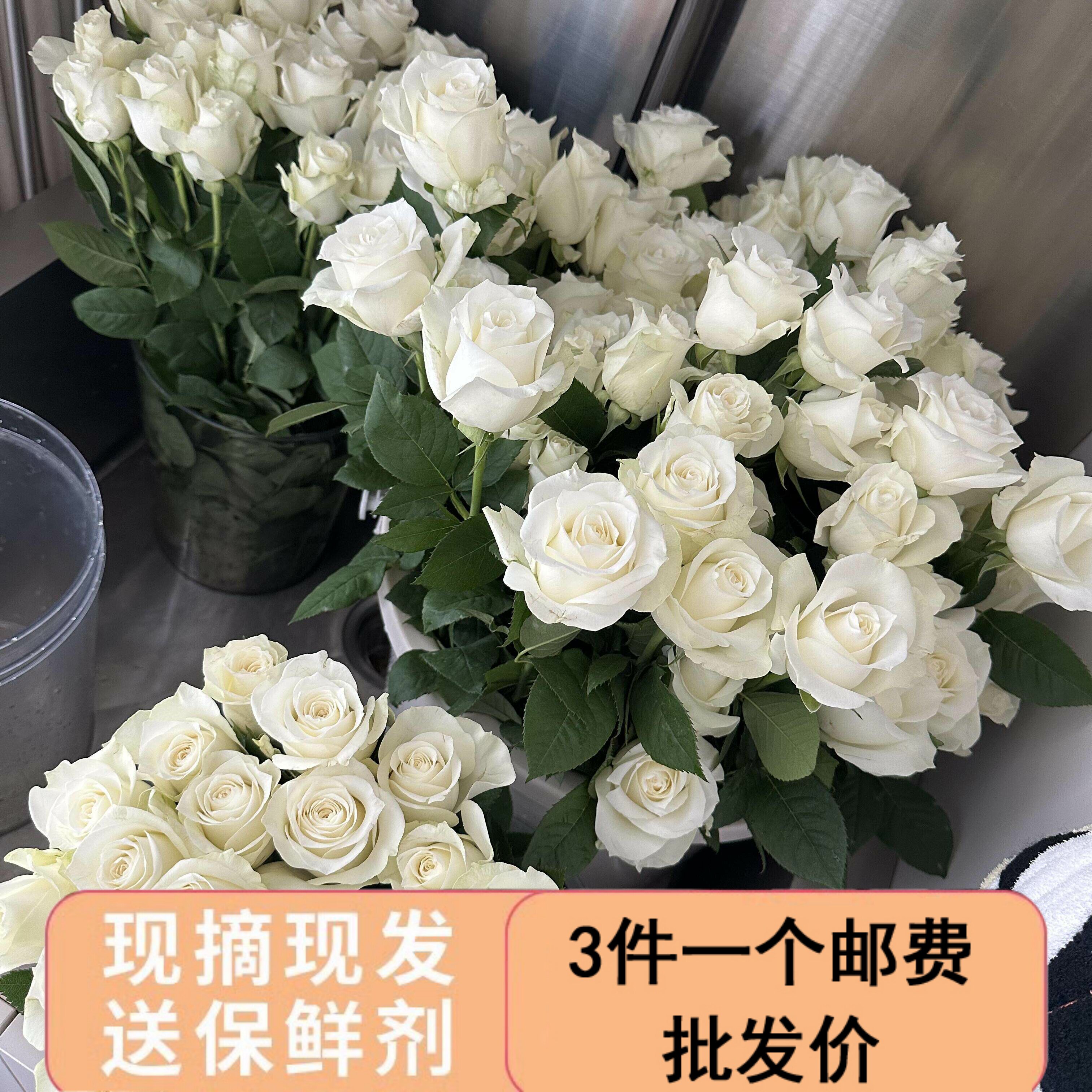 骄傲白玫瑰鲜花鲜切花家用客厅插花水培礼物花束云南基地直发图片