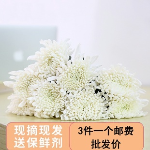 黄白菊花鲜花云南昆明基地直发散装清明节哀悼扫墓上坟祭祖速递