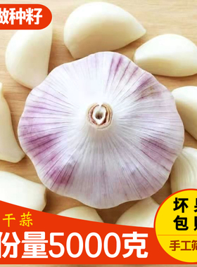 特大个头10斤装6cm河南大蒜头干大蒜头新蒜农家自种紫皮蒜大头蒜