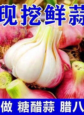 2026新鲜大蒜头10斤紫皮湿蒜大蒜5斤腌制糖醋蒜现挖新蒜嫩蒜1斤