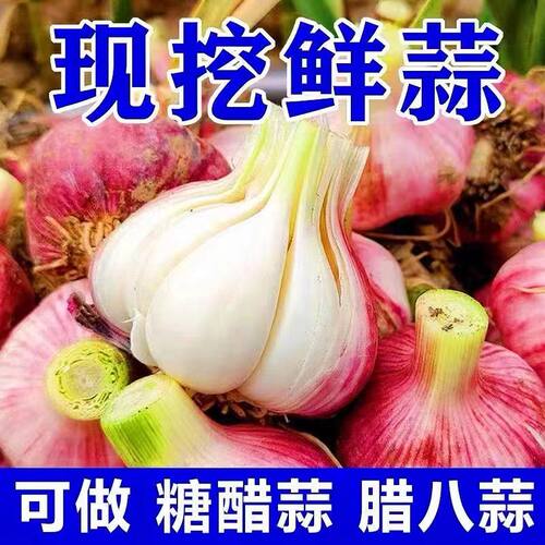 2026现挖新鲜大蒜腌制糖醋蒜5斤