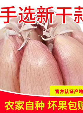 农家新干蒜大蒜头干大蒜种籽河南批发新鲜蔬菜1斤5斤9斤紫白皮蒜