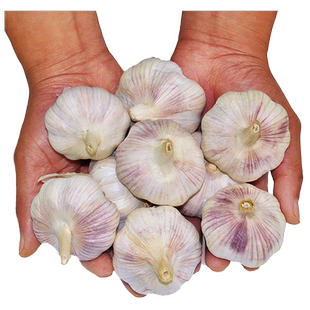 新干蒜可腌腊八蒜2025干大蒜5斤杞县大蒜紫白皮干蒜头1斤非鲜蒜