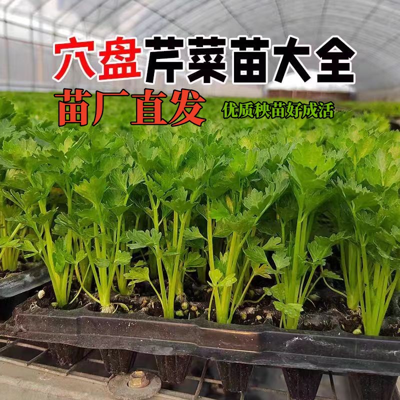 秋冬种植芹菜苗莴笋秧西兰花花菜