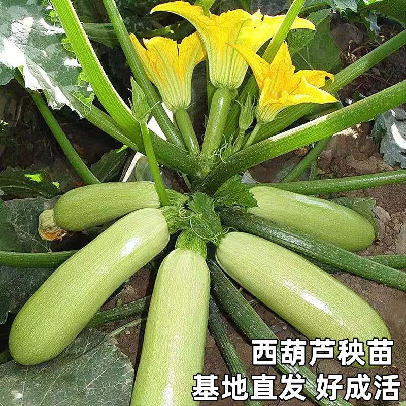 西葫芦苗站瓜苗北瓜搅瓜小南瓜盆栽菜园无蔓耐热耐寒高产蔬菜种苗