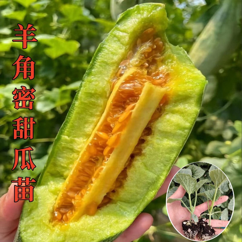 禾田羊角密甜瓜易种植好成活