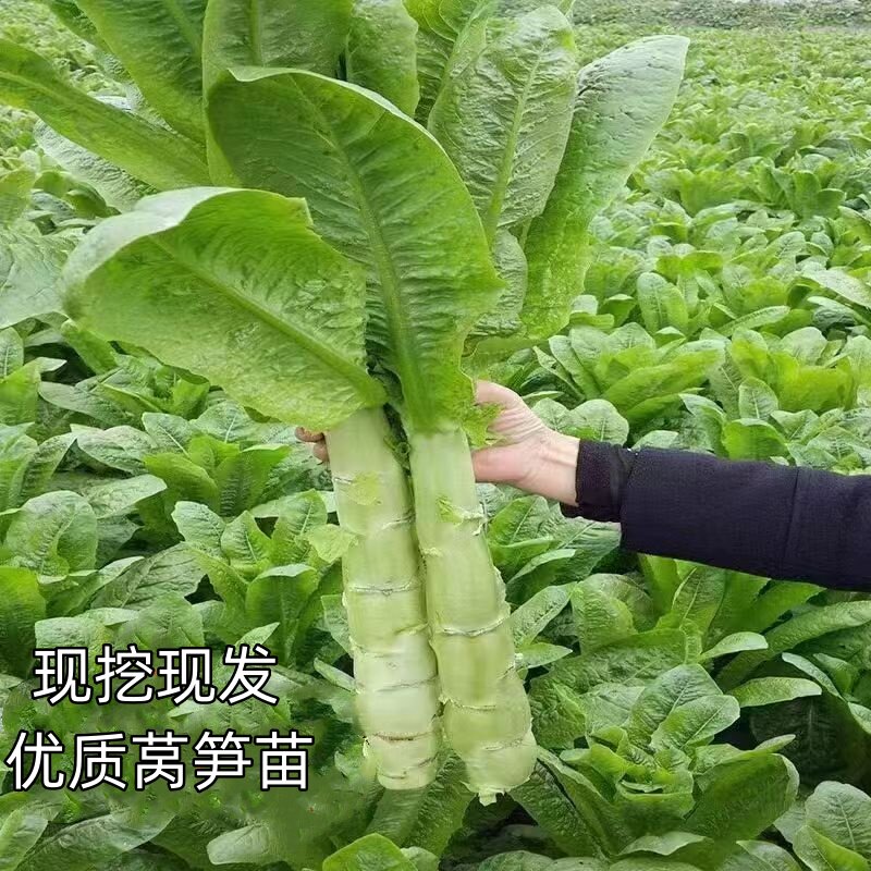 莴笋秧苗现挖现发秋冬耐寒易种植图片