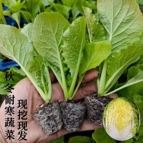 大白菜苗秧苗莴笋苗生菜苗西兰花娃娃菜花菜绿甘兰儿菜耐寒蔬菜苗