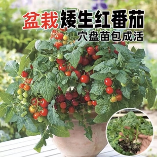 矮生盆栽番茄苗阳台种植小红圣女果黑珍珠黄圣女果秧苗带土球发货
