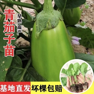 茄子苗秧绿冠青茄子紫长茄子杭茄一号苗各种辣椒番茄苗带土蔬菜苗