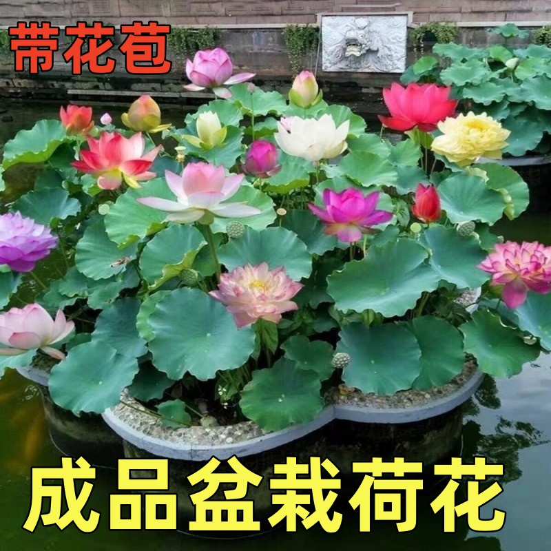 成品荷花苗带盆带花苞盆栽庭院观赏池塘水养重瓣莲花室外种藕碗莲
