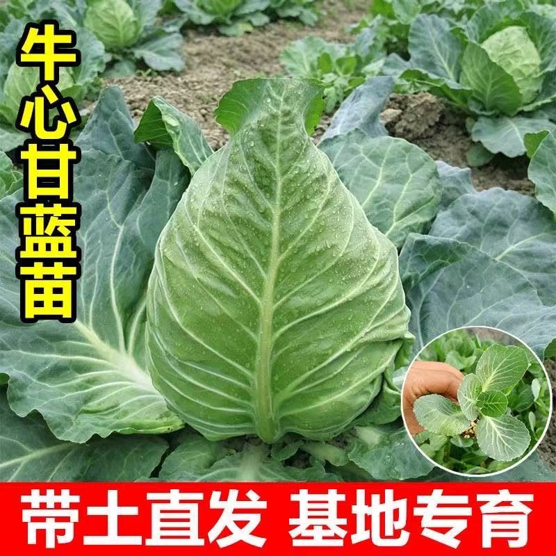 优质穴盘苗抗病易种植好成活图片