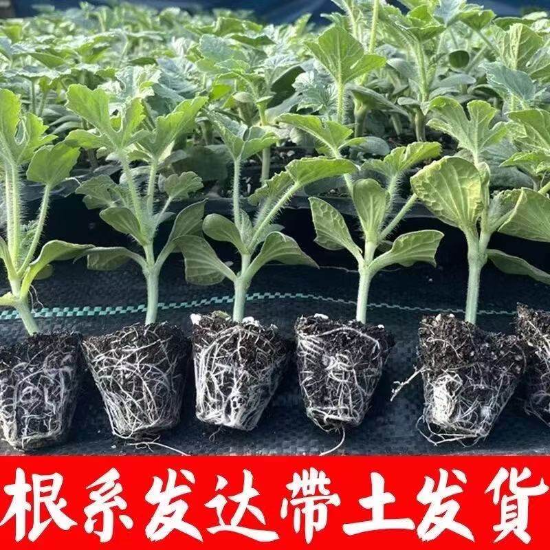西瓜苗8424美都京欣西瓜幼苗各种甜瓜黄瓜苗易种植包成活抗病高产