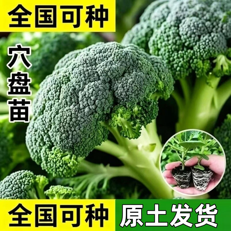 优质穴盘西兰花苗易种植抗病包活图片