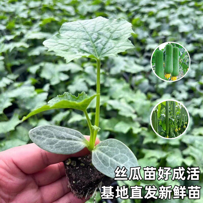 丝瓜苗秧苗长香丝瓜苗种籽子肉丝瓜苗春秋高产农家庭院四季蔬菜苗