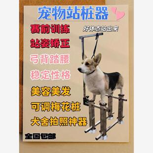 宠物站桩器狗狗梅花桩站姿训练弓背踏腰犬舍拍照神器美容美发医院