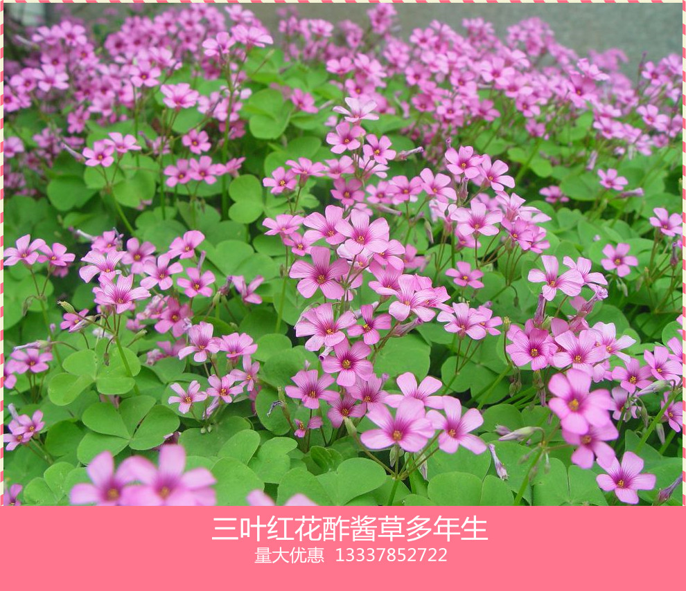 红花醡浆草酢浆草三叶草苗四季开花盆栽地栽庭院地被植物