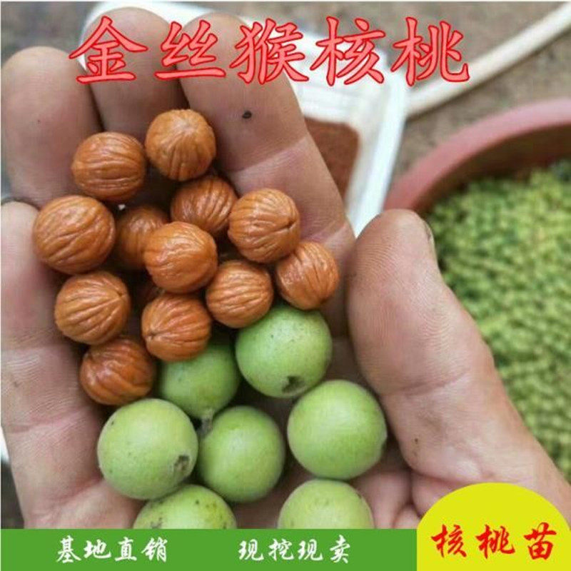 金丝猴头核桃苗美国猴头核桃嫁接苗文玩核桃苗盆栽地栽核桃树苗木