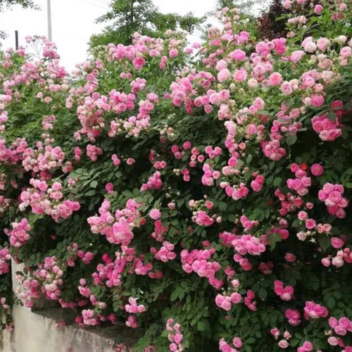 无刺多花爬藤蔷薇花苗十姐妹粉团