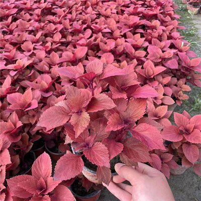 红火焰彩叶草花苗四季种易养