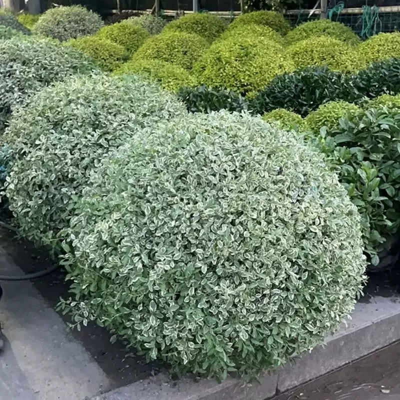 银姬小蜡球树苗别墅庭院耐寒四季常青彩叶绿化色块花镜植物金姬球