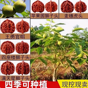 文玩核桃树苗京八棱盆栽蛤蟆头门墩四座楼白狮子头宫灯三棱核桃苗
