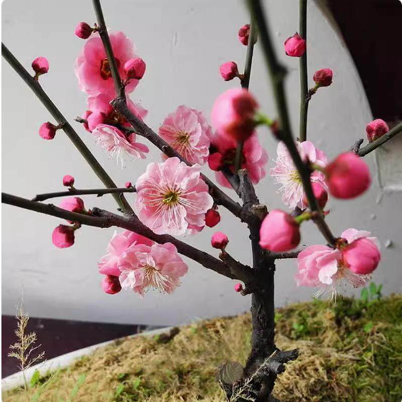 梅花树苗盆栽耐寒浓香花卉植物