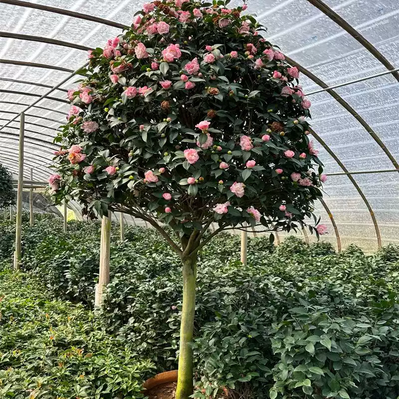 高杆香妃赤丹茶花耐热耐寒常青