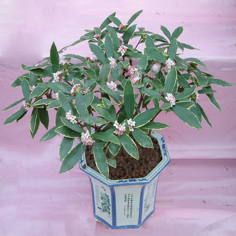 室内外浓香花卉金边瑞香花盆栽绿植年宵瑞香花苗耐寒植物盆景大苗图片