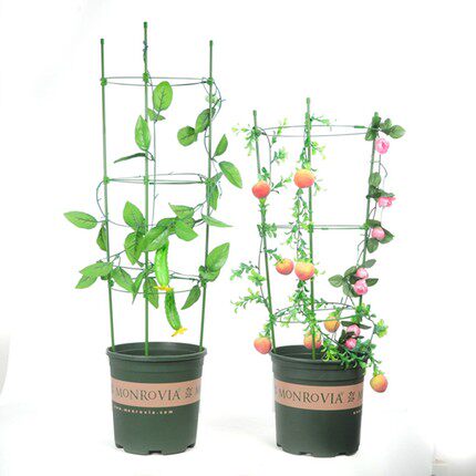攀援草莓架 藤本月季爬藤架 百合架 园艺用品 爬藤植物专用架