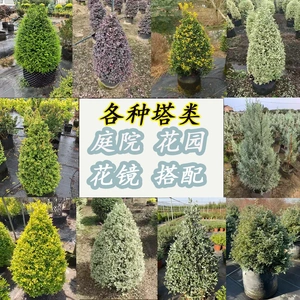 塔型锥形常绿耐寒庭院灌木组合