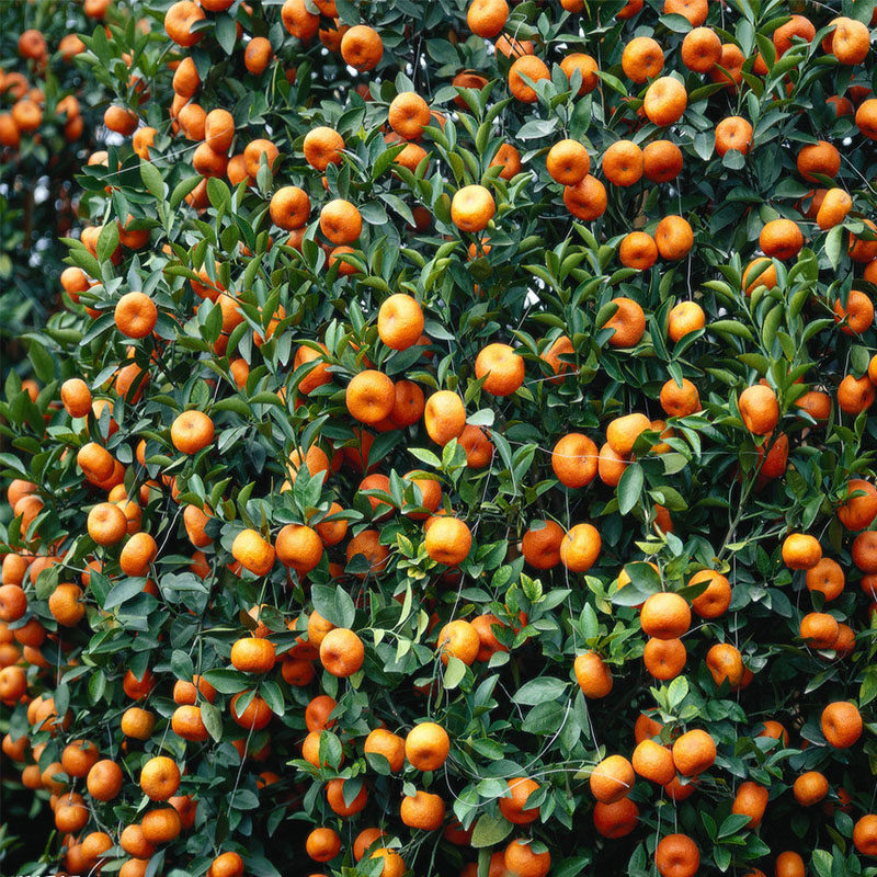 砂糖橘子树苖橘子苗树苗柚子桔子桔子树金桔树金桔苗盆栽沙糖桔子