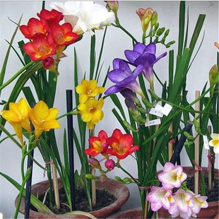 室内阳台盆栽重瓣香雪兰根茎麦兰姜花花卉花草植物苍兰净空气绿植