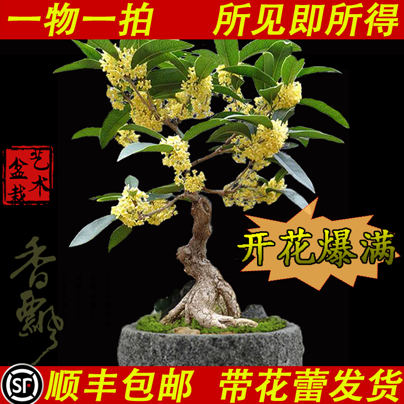 现货速发一物一拍四季桂花盆景日香桂艺园流苏嫁接小老桩盆栽台客