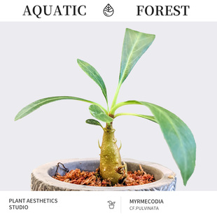 蚁栖植物 | 块茎蚁巢木 / 趣味新奇植物 / 小众室内观赏绿植