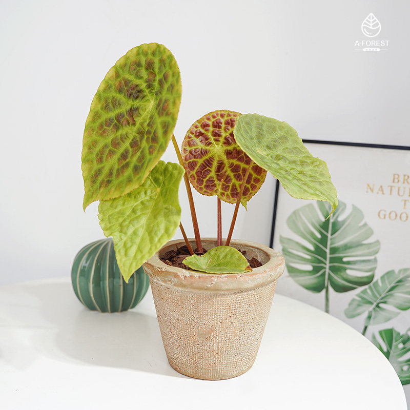 水栖森林/纳土纳福寿秋海棠/盾叶大型圆叶ins绿植