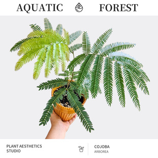 密叶猴耳环/含羞树/小豆树/害羞猴子 鸡髯豆 Cojoba arborea 网红