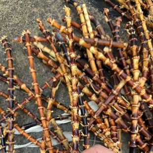 精品花色紫竹根原材料花色手镯精致手把件盘玩竹鞭装饰摆件收藏