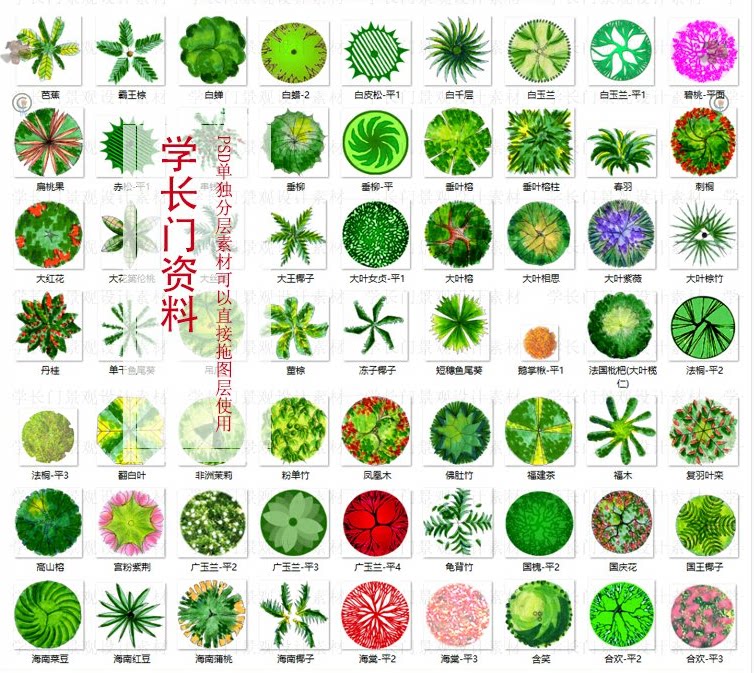 规划园林景观彩平图素材小清新ps彩平图案例彩平图植物铺砖素材