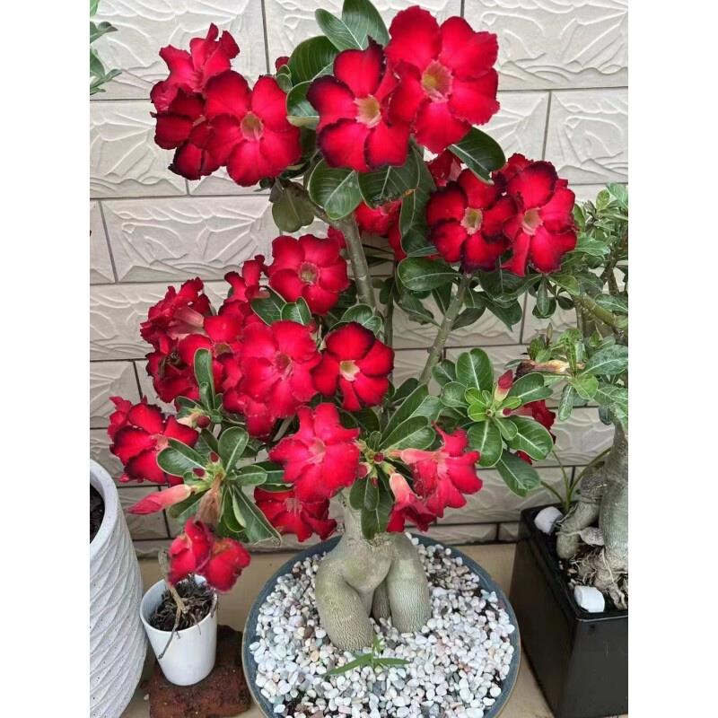 沙漠玫瑰花原生苗裸根 一物一拍