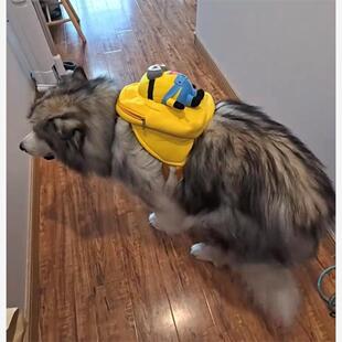 狗狗自背包宠物大容量书包边牧哈士奇萨摩耶大狗户外出遛狗双肩包