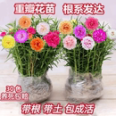 重瓣太阳花苗宿根枝条带花苞混色带根植物盆栽绿植花卉易开花耐晒