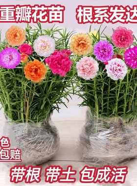 重瓣太阳花苗宿根多年生枝条混色带根植物盆栽绿植花卉易开花耐晒