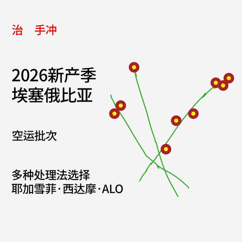 治光师埃塞浅烘手冲咖啡豆