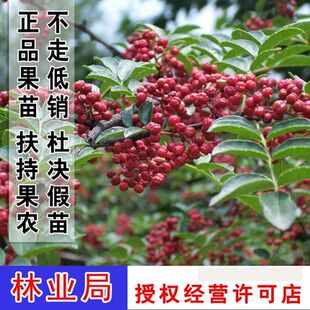 花椒苗树苗大红袍花椒苗食用四川麻椒南北方种植盆栽地栽当年结果
